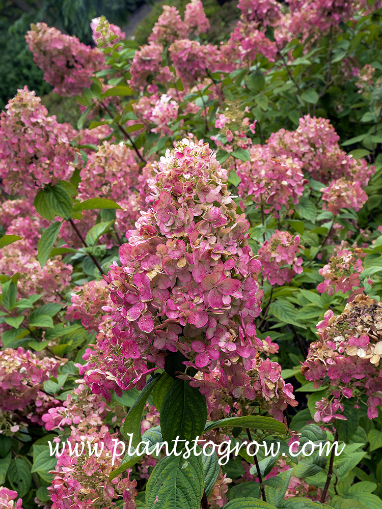 Fire Light Hydrangea (Hydrangea paniculata)
In the shrubs I observed on this date, most of the inflorescence were a bit more rounded (mid September)